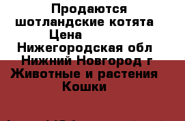 Продаются шотландские котята › Цена ­ 2 500 - Нижегородская обл., Нижний Новгород г. Животные и растения » Кошки   